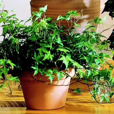 English Ivy in a pot
