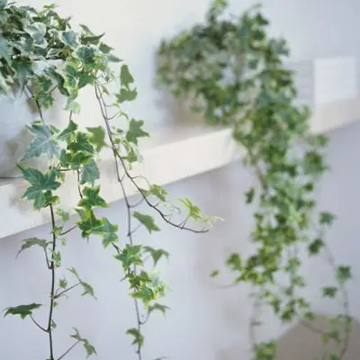 indoor English Ivy on the wall