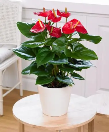 indoor red anthuriums