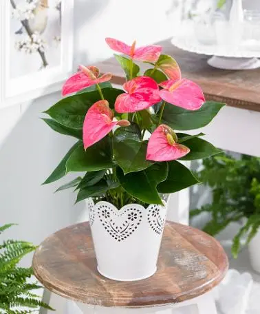indoor pink anthuriums