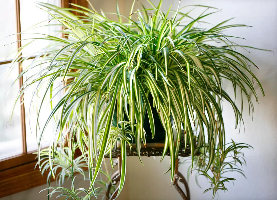 hanging spider plant