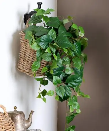 philodendrons in wall basket
