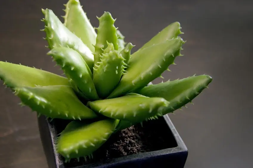 small aloe vera plant