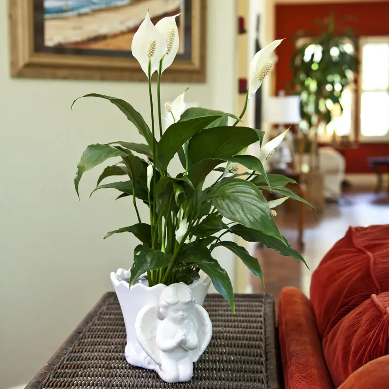 indoor white lilies