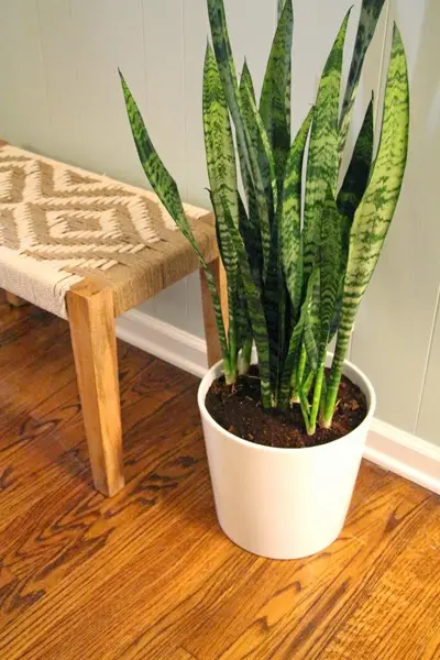 indoor snake plant