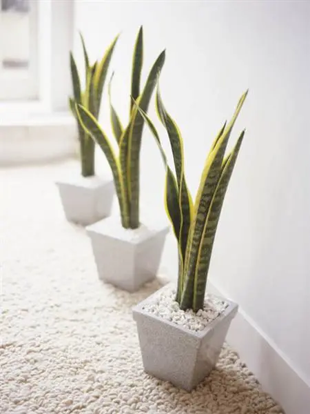 snake plants in square planters