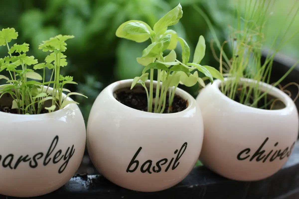 small herb plants