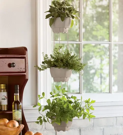 herbs in indoor hanging pots