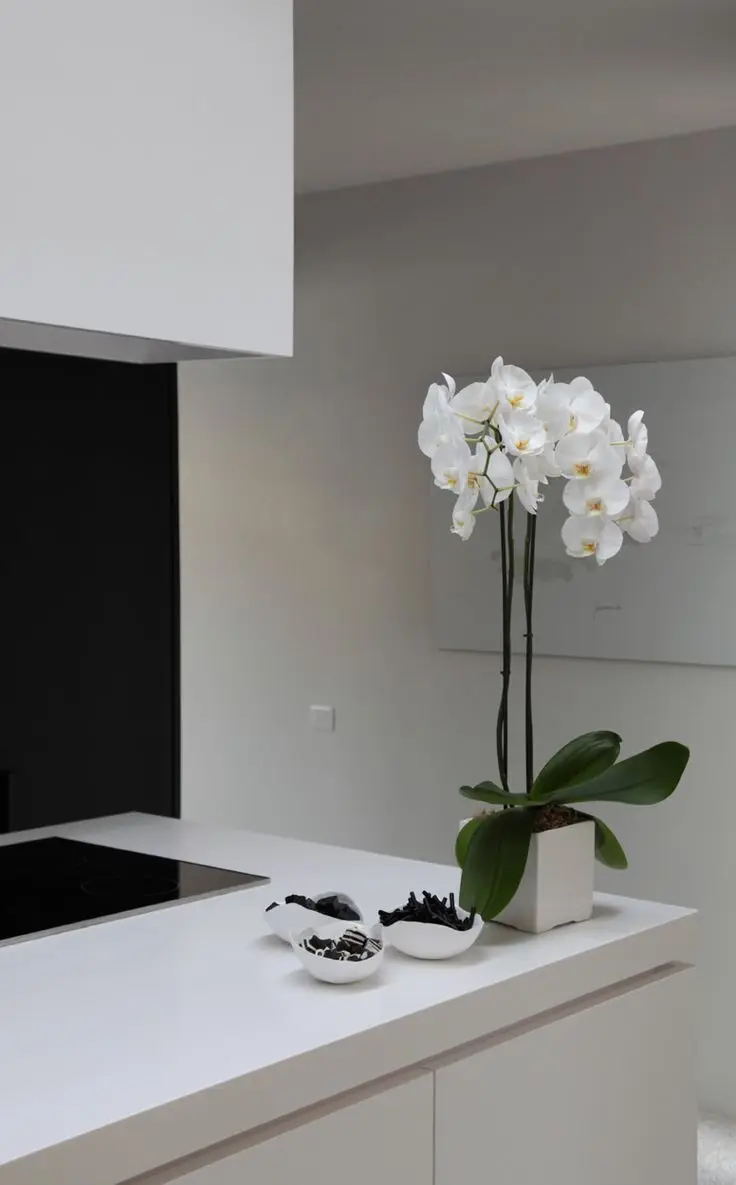 modern Zen kitchen with orchids