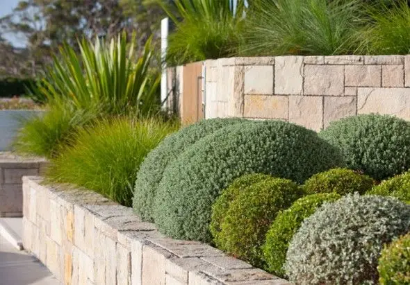 modern garden with sculptured plants