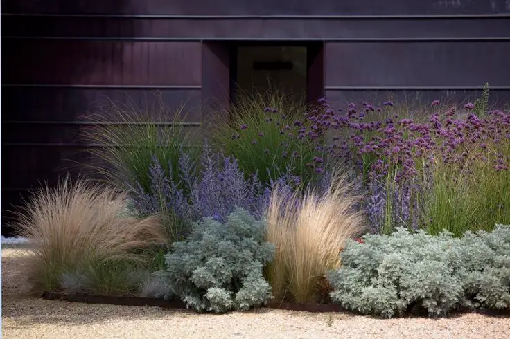 clumps of wispy plants