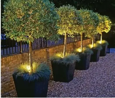 garden plants with accent lighting