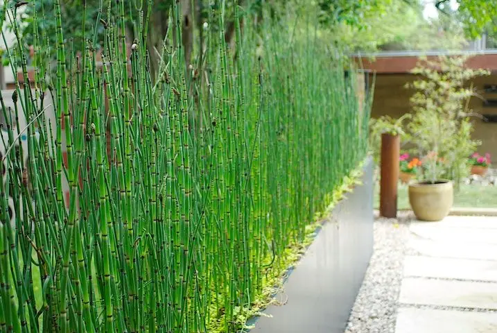 horsetail hedge