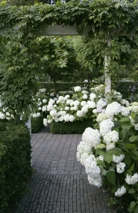 white hydrageas in a lush garden
