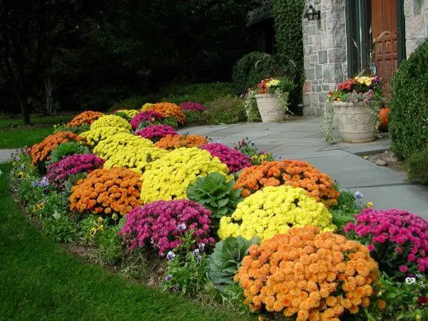colourful dahlia shrubs