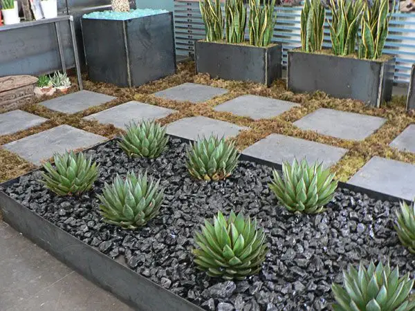 backyard succulent garden