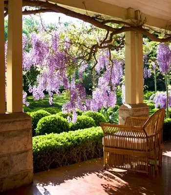open verandah with wisteria screens