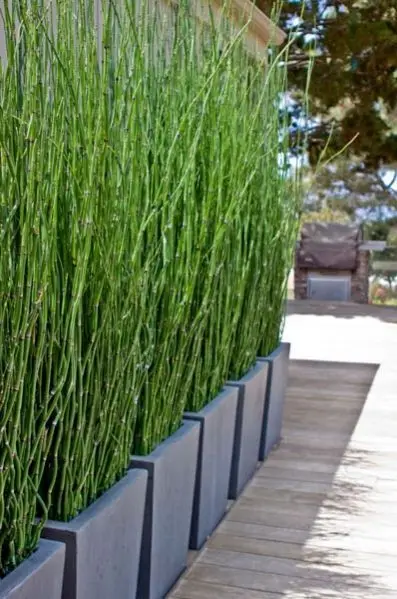 Horsetail Privacy Screen fence: Those tall green stalks in grey planters make a striking screen