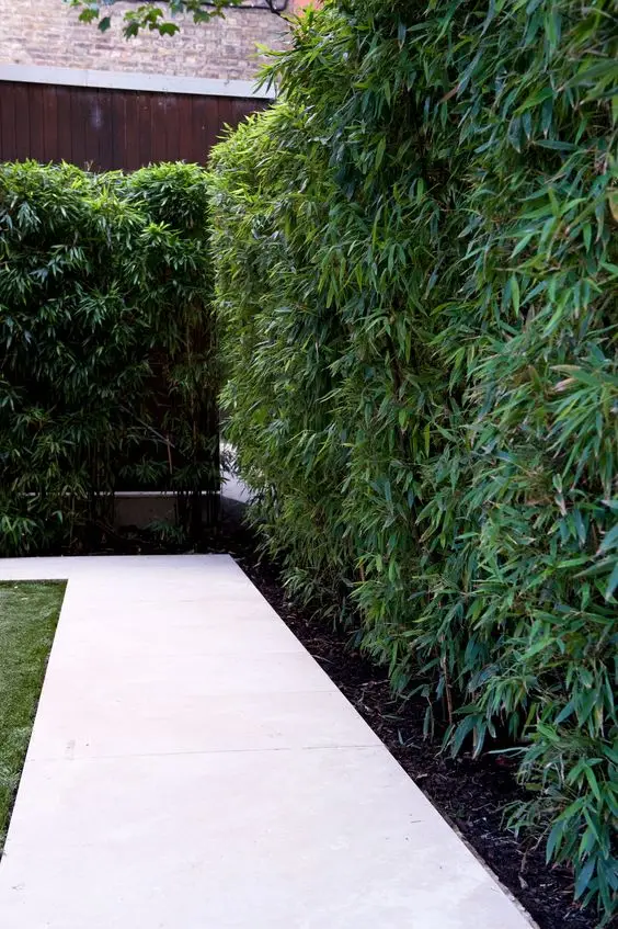 Bamboo Garden Hedge fence: Live bamboo screens faster than any hedge shrub, often hitting full height in two years