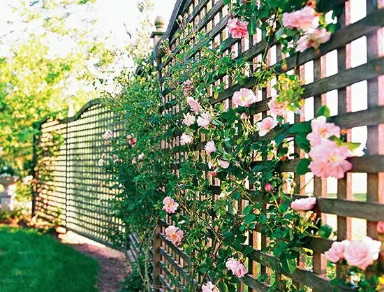 Lattice and Roses fence: Climbing roses on lattice, the cottage classic