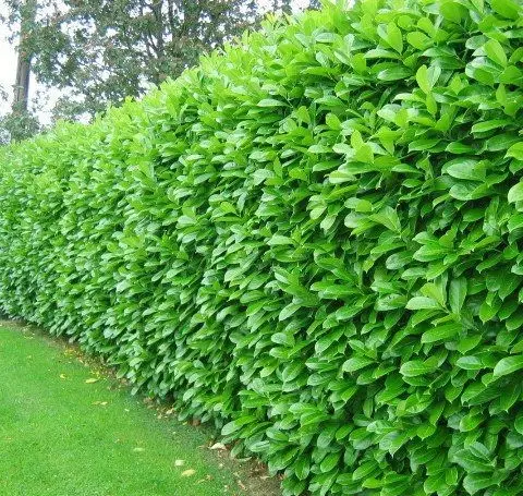 Privacy Hedge Green Wall fence: A dense hedge gives full coverage, cools the yard, and costs almost nothing but time