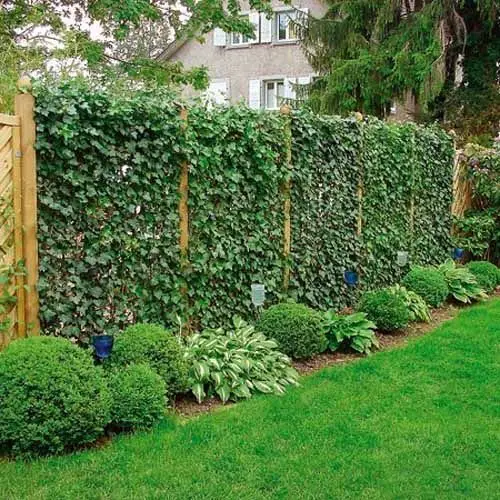 A Climbers Wall fence: A fence carrying a wall of climbers turns a boundary into garden