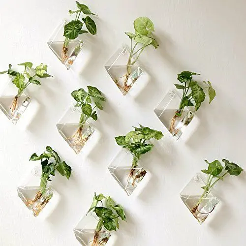 glass wall planters