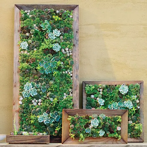 succulents on frames