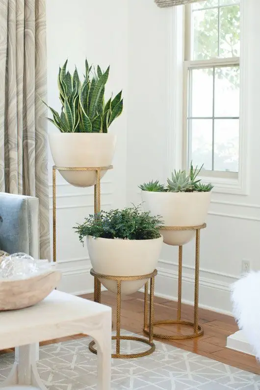 indoor plants