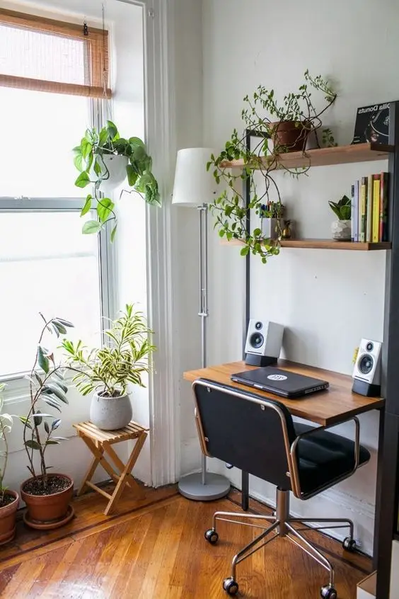 office indoor plants
