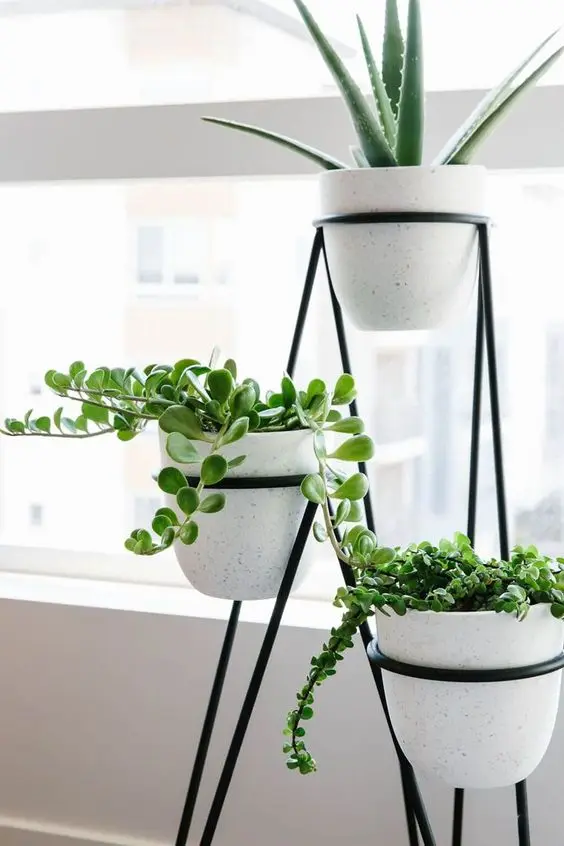 indoor potted plants