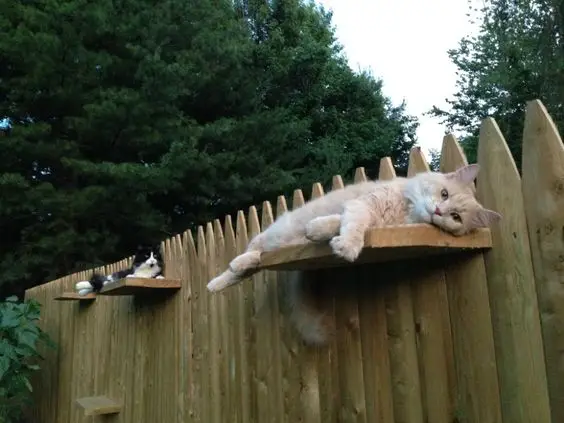 cats on a fence