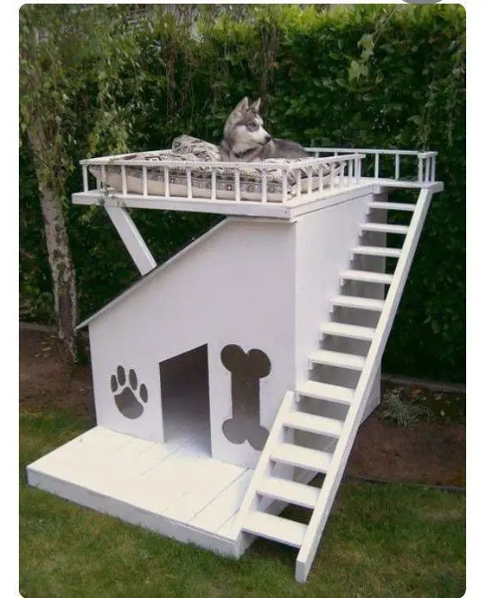 dog house with loft