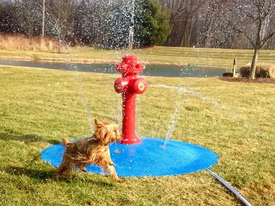 mini waterpark for pets