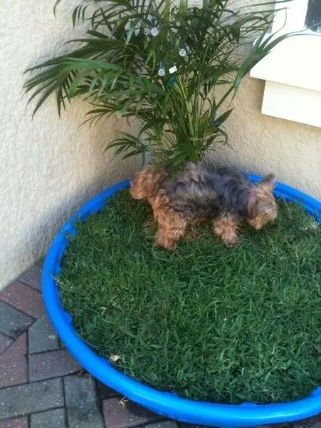 dog grass patch