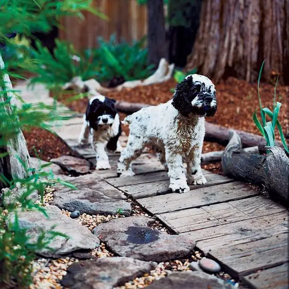 dogs in a garden