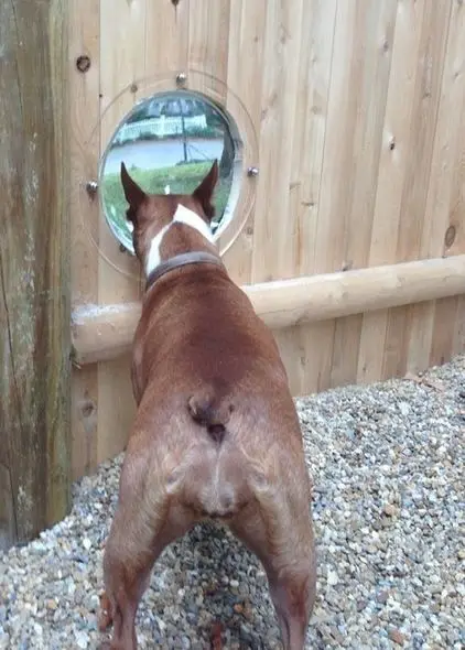 dog glass dome peep