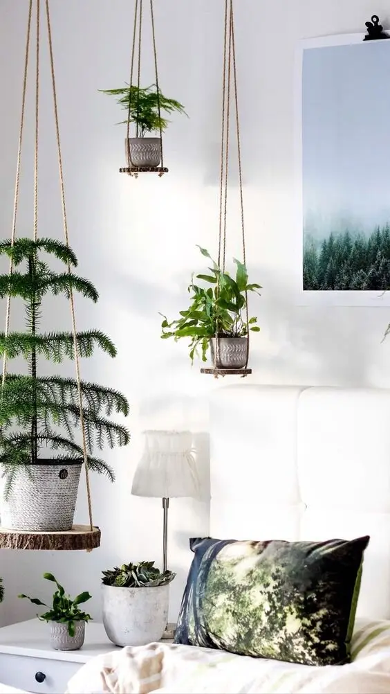 potted indoor plants