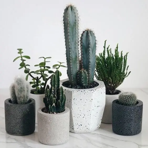 diy concrete planters