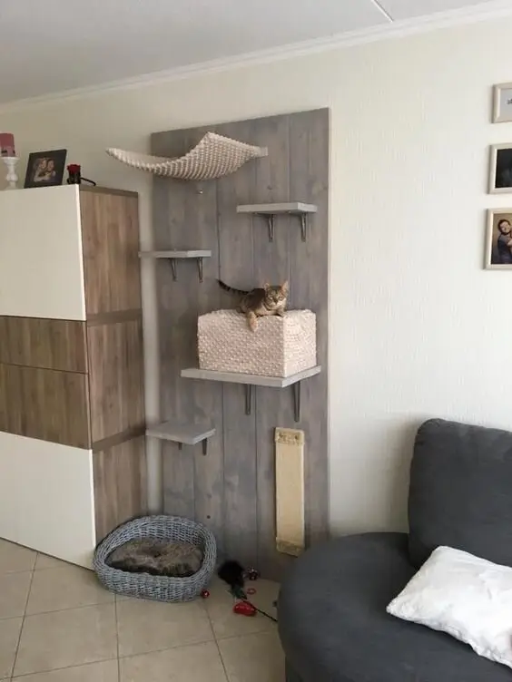 Cat Circuit wood project: Wall platforms, a scratching pad, a hidey box and a bridge, arranged into a circuit. Cats use