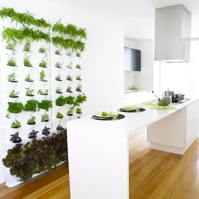 kitchen herb garden